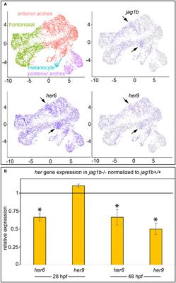 Distinct and redundant roles for zebrafish her genes during mineralization and craniofacial patterning